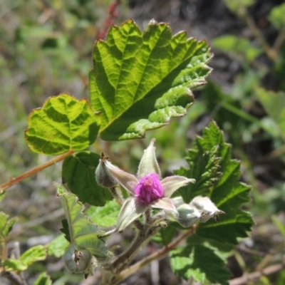 Rubus parvifolius (Native Raspberry) at Tennent, ACT - 11 Nov 2019 by michaelb