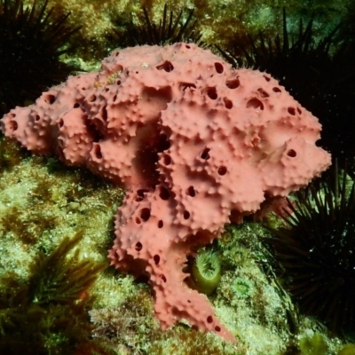 Unidentified Sponge at Bawley Point, NSW - 18 Nov 2019 by GLemann