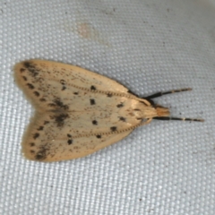 Atheropla decaspila (A concealer moth) at Rosedale, NSW - 15 Nov 2019 by jb2602