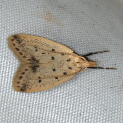 Atheropla decaspila (A concealer moth) at Rosedale, NSW - 15 Nov 2019 by jb2602