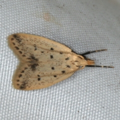 Atheropla decaspila (A concealer moth) at Rosedale, NSW - 15 Nov 2019 by jbromilow50