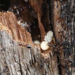 Crematogaster sp. (genus) (Acrobat ant, Cocktail ant) at Eden, NSW - 10 Nov 2019 by HarveyPerkins