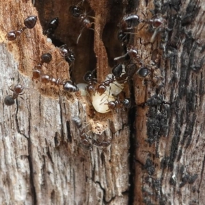 Crematogaster sp. (genus) at Eden, NSW - 10 Nov 2019 12:22 PM