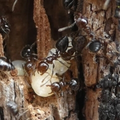 Crematogaster sp. (genus) at Eden, NSW - 10 Nov 2019 12:22 PM