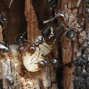 Crematogaster sp. (genus) at Eden, NSW - 10 Nov 2019 12:22 PM
