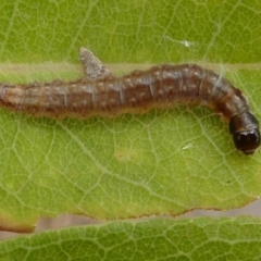 Lepidoptera unclassified IMMATURE (caterpillar or pupa or cocoon) at Eden, NSW - 10 Nov 2019 by HarveyPerkins