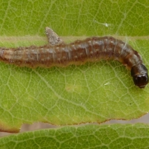 Lepidoptera unclassified IMMATURE moth at Eden, NSW - 10 Nov 2019