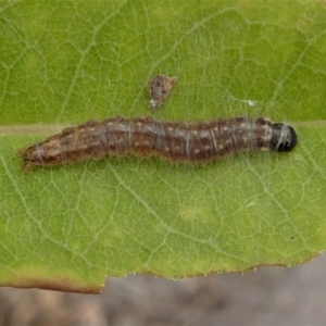 Lepidoptera unclassified IMMATURE at Eden, NSW - 10 Nov 2019 12:23 PM
