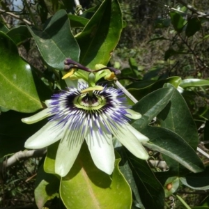 Passiflora caerulea at Lake Curalo - 10 Nov 2019 12:54 PM