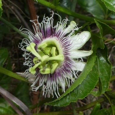 Passiflora edulis (Common Passionfruit) at Lake Curalo - 10 Nov 2019 by HarveyPerkins