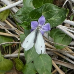 Pieris rapae (Cabbage White) at Eden, NSW - 10 Nov 2019 by HarveyPerkins