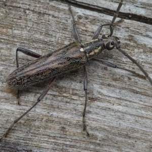 Strongylurus sp. (genus) at Lake Curalo - 10 Nov 2019