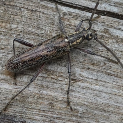 Strongylurus sp. (genus) (Longhorn beetle) at Lake Curalo - 10 Nov 2019 by HarveyPerkins