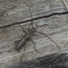 Strongylurus sp. (genus) at Lake Curalo - 10 Nov 2019