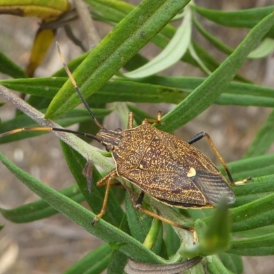 Poecilometis strigatus (Gum Tree Shield Bug) at Eden, NSW - 10 Nov 2019 by HarveyPerkins