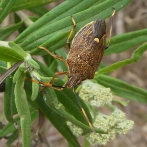 Poecilometis strigatus at Lake Curalo - 10 Nov 2019