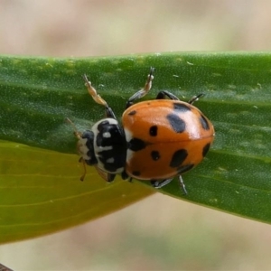 Hippodamia variegata at Eden, NSW - 10 Nov 2019 01:11 PM