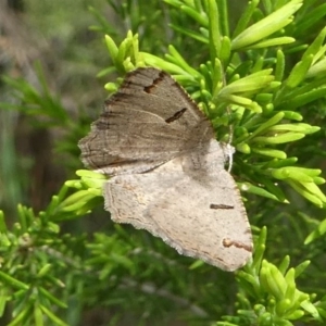 Dissomorphia australiaria at Eden, NSW - 10 Nov 2019