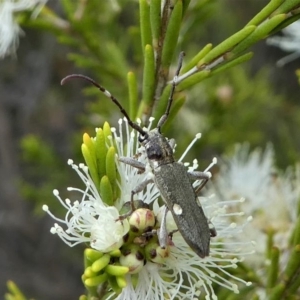 Pempsamacra pygmaea at Eden, NSW - 10 Nov 2019 01:30 PM