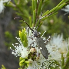 Pempsamacra pygmaea (Longhorn beetle) at Eden, NSW - 10 Nov 2019 by HarveyPerkins