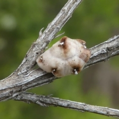 Ceroplastes sp. (Barnacle Scale) at Eden, NSW - 10 Nov 2019 by HarveyPerkins