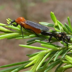 Bibio imitator at Eden, NSW - 10 Nov 2019 01:39 PM