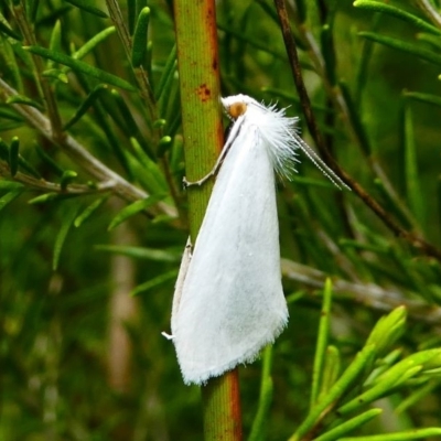 Tipanaea patulella (The White Crambid moth) at Eden, NSW - 10 Nov 2019 by HarveyPerkins