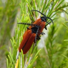 Porrostoma rhipidium (Long-nosed Lycid (Net-winged) beetle) at Eden, NSW - 10 Nov 2019 by HarveyPerkins
