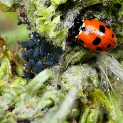 Aphididae (family) (Unidentified aphid) at Eden, NSW - 10 Nov 2019 by HarveyPerkins