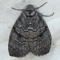 Uraba lugens (Gumleaf Skeletonizer) at Rosedale, NSW - 16 Nov 2019 by jb2602