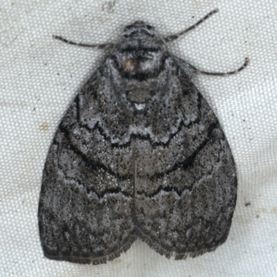 Uraba lugens (Gumleaf Skeletonizer) at Rosedale, NSW - 16 Nov 2019 by jb2602