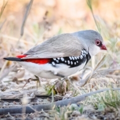 Stagonopleura guttata (Diamond Firetail) at Jerrabomberra, NSW - 16 Nov 2019 by Wandiyali