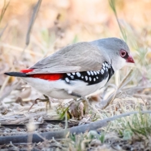 Stagonopleura guttata at Jerrabomberra, NSW - 16 Nov 2019