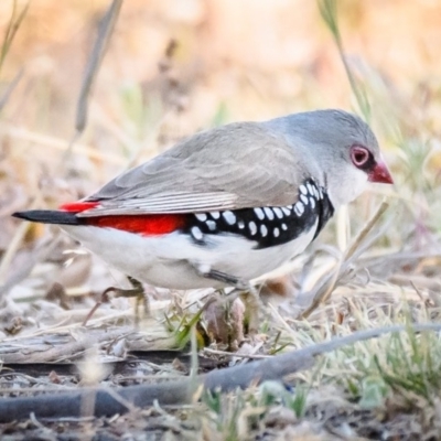 Stagonopleura guttata (Diamond Firetail) at Jerrabomberra, NSW - 16 Nov 2019 by Wandiyali