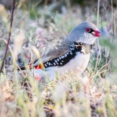 Stagonopleura guttata at Jerrabomberra, NSW - 16 Nov 2019