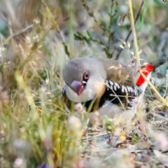 Stagonopleura guttata at Jerrabomberra, NSW - 16 Nov 2019