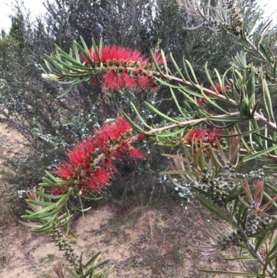 Callistemon rigidus (Stiff Bottlebrush) at Penrose State Forest - 17 Nov 2019 by ESP