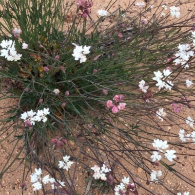 Xanthosia atkinsoniana at Penrose, NSW - 17 Nov 2019 by ESP