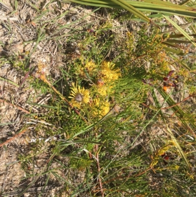 Isopogon prostratus (Prostrate Cone-bush) at Penrose - 17 Nov 2019 by ESP