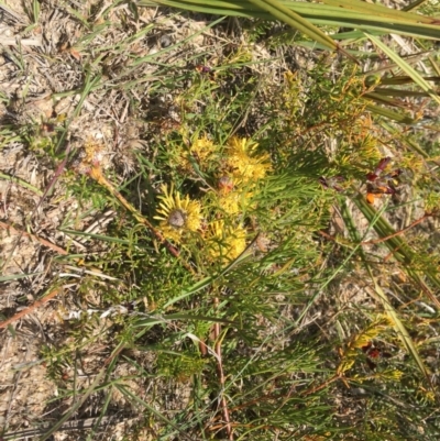 Isopogon prostratus (Prostrate Cone-bush) at Wingecarribee Local Government Area - 17 Nov 2019 by ESP