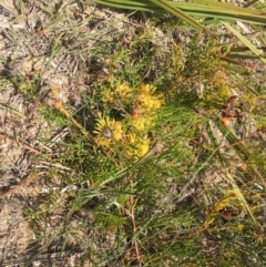 Isopogon prostratus (Prostrate Cone-bush) at Penrose, NSW - 17 Nov 2019 by ESP