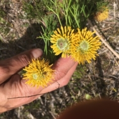 Isopogon prostratus at Penrose, NSW - suppressed