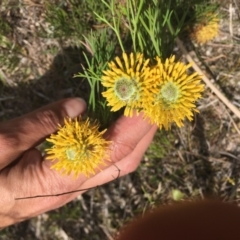 Isopogon prostratus at Penrose, NSW - 17 Nov 2019
