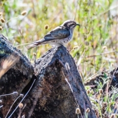 Chrysococcyx basalis (Horsfield's Bronze-Cuckoo) at Jerrabomberra, NSW - 16 Nov 2019 by Wandiyali