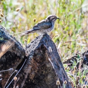 Chrysococcyx basalis at Jerrabomberra, NSW - 16 Nov 2019