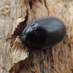 Pterohelaeus striatopunctatus (Darkling beetle) at Lanyon - northern section - 2 Nov 2019 by michaelb