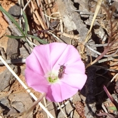 Unverified Bee (Hymenoptera, Apiformes) at Reid, ACT - 13 Nov 2019 by JanetRussell