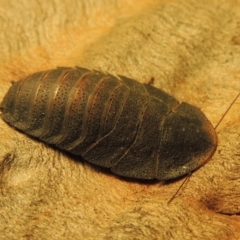 Laxta granicollis (Common bark or trilobite cockroach) at Paddys River, ACT - 6 Nov 2019 by michaelb