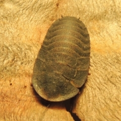 Laxta granicollis at Paddys River, ACT - 6 Nov 2019 10:04 PM