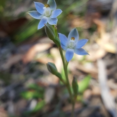 Thelymitra sp. (A Sun Orchid) at Penrose - 31 Oct 2019 by AliciaKaylock